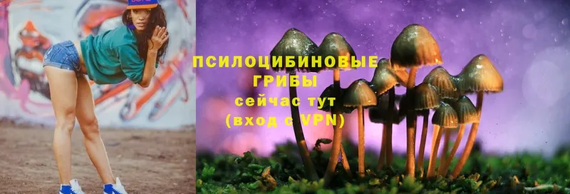 хочу   Азов  Псилоцибиновые грибы Psilocybe 